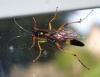 Diphyus quadripunctorius